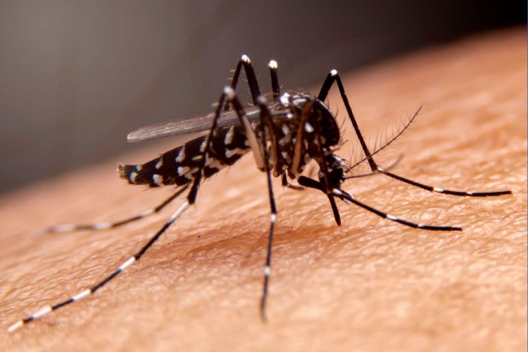 8 Tips To Prevent Mosquito Bites While Sleeping