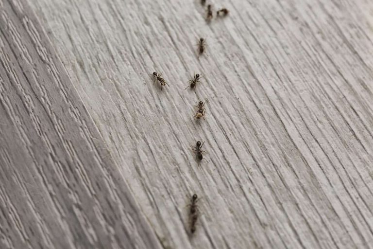 How to Get Rid of Ants In Your Bedroom?
