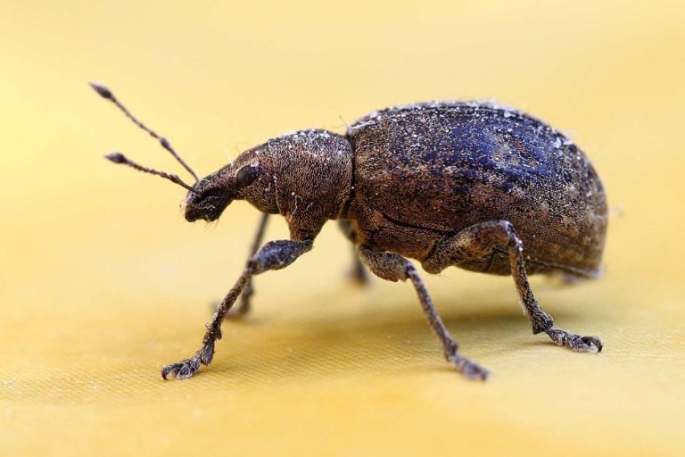 How to Get Rid of Weevils In Your Bedroom (Causes And Solutions)