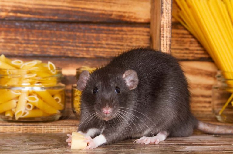 Is It Safe to Sleep with Mice/Rats in Your House/Room?